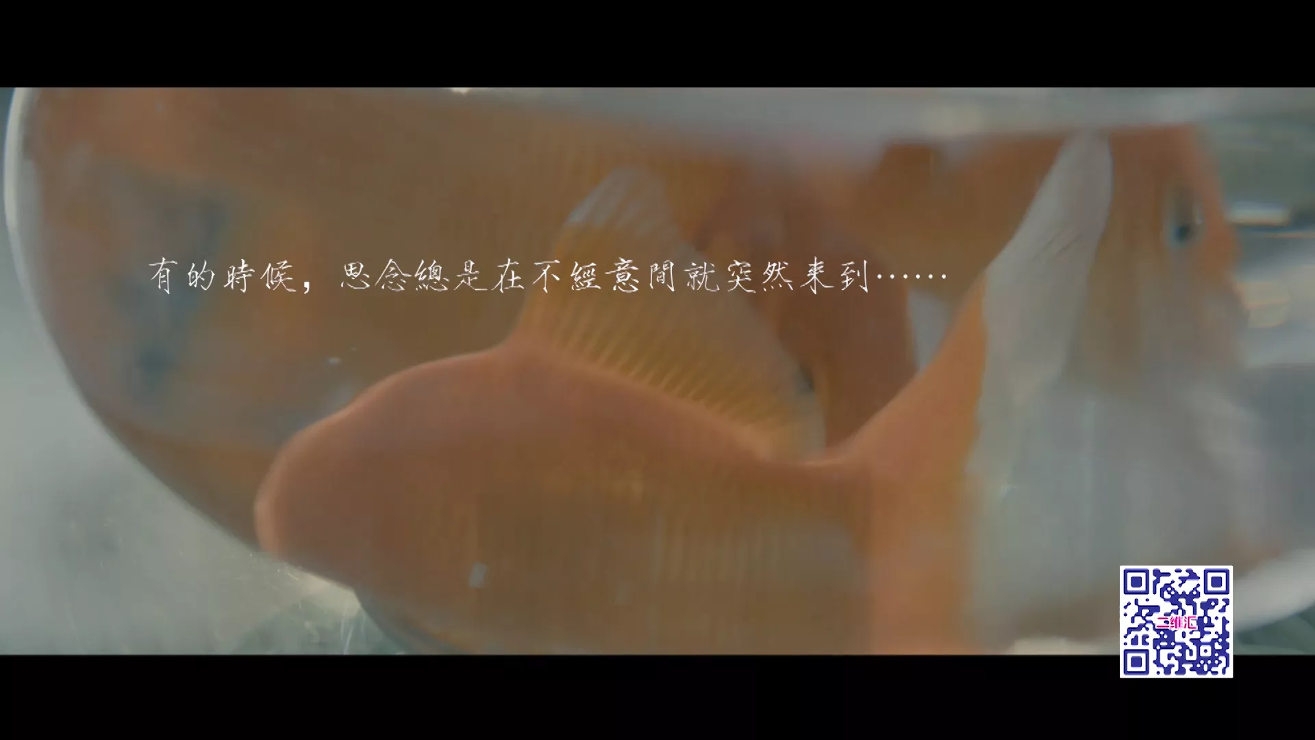 二维汇温情广告
